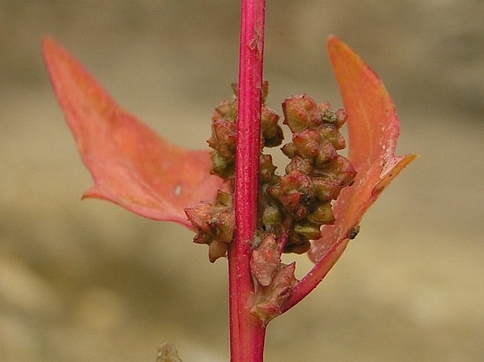 ATRIPLEX PROSTRATA subsp. LATIFOLIA (Wahlenb.) Rauschert – lebeda hrálovitá širokolistá / loboda rozprestretá širokolistá