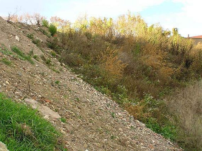 Atriplex prostrata subsp. latifolia