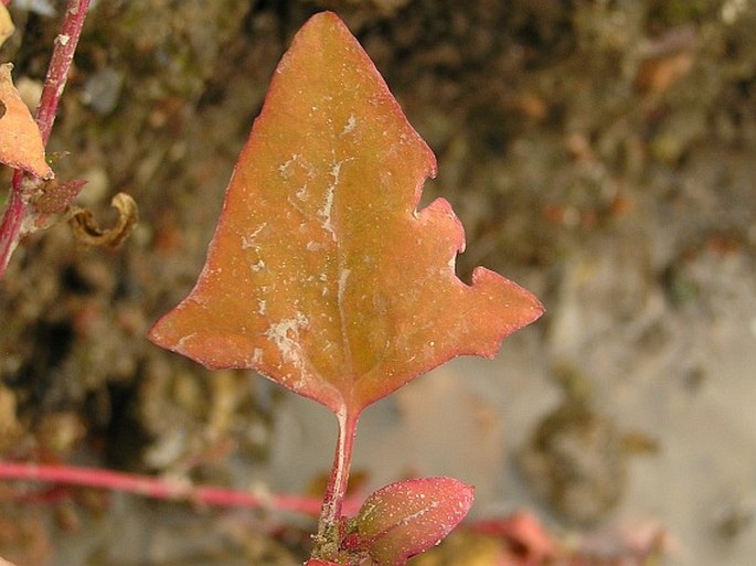 Atriplex prostrata subsp. latifolia