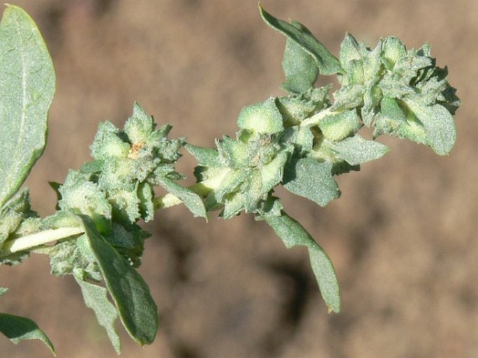 ATRIPLEX ROSEA L. – lebeda růžová / loboda ružová