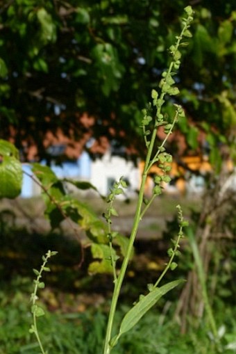 Atriplex oblongifolia