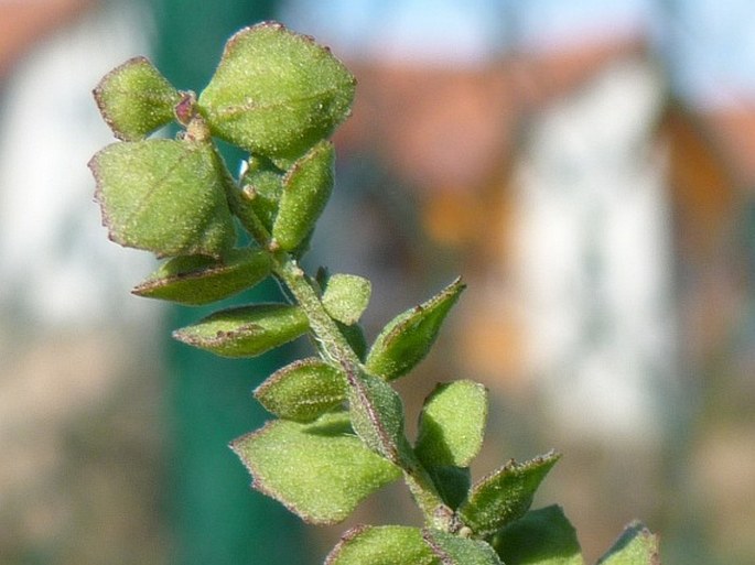 Atriplex oblongifolia