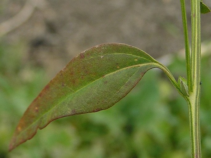 Atriplex oblongifolia