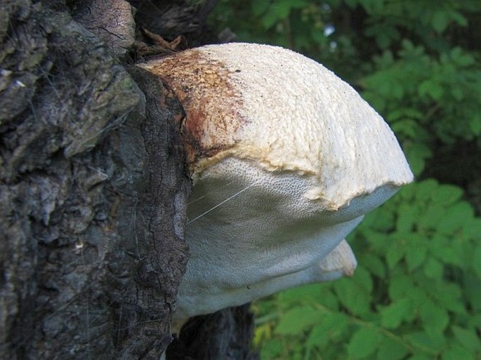 Aurantiporus fissilis