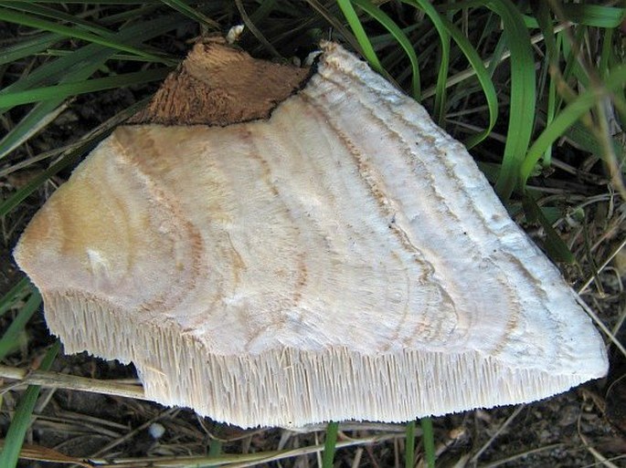 Aurantiporus fissilis