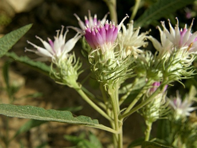 Baccharoides schimperi