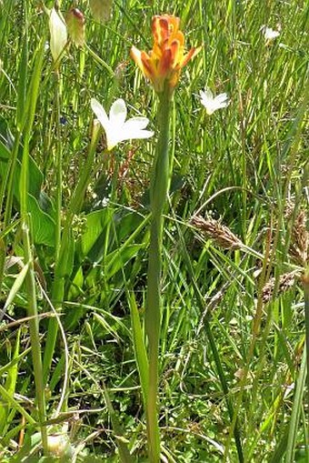 Baeometra uniflora