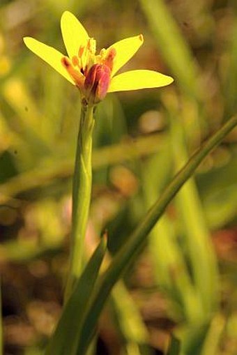 Baeometra uniflora