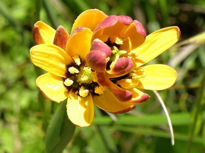 Baeometra uniflora