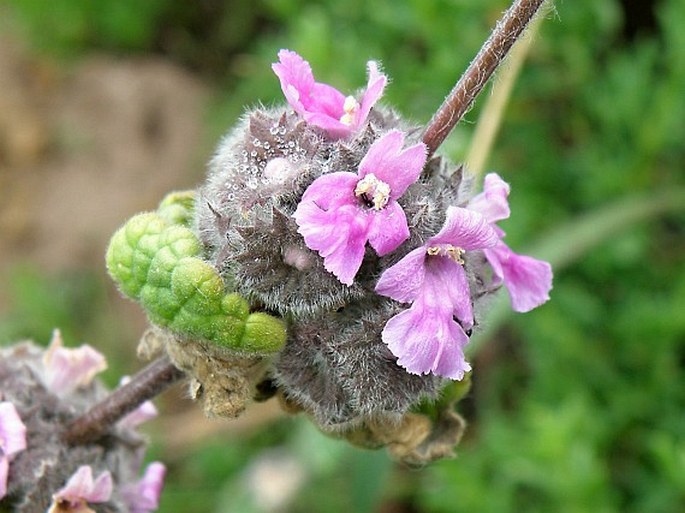 Ballota africana