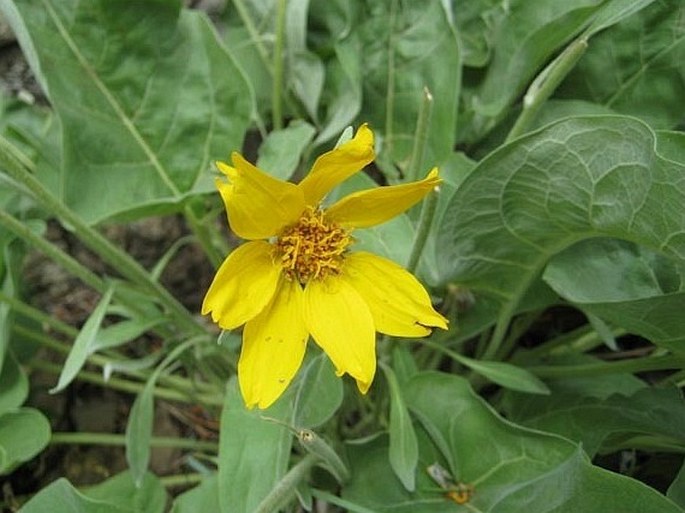 Balsamorhiza sagittata