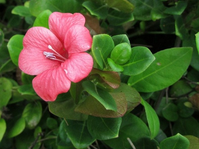 BARLERIA REPENS Nees