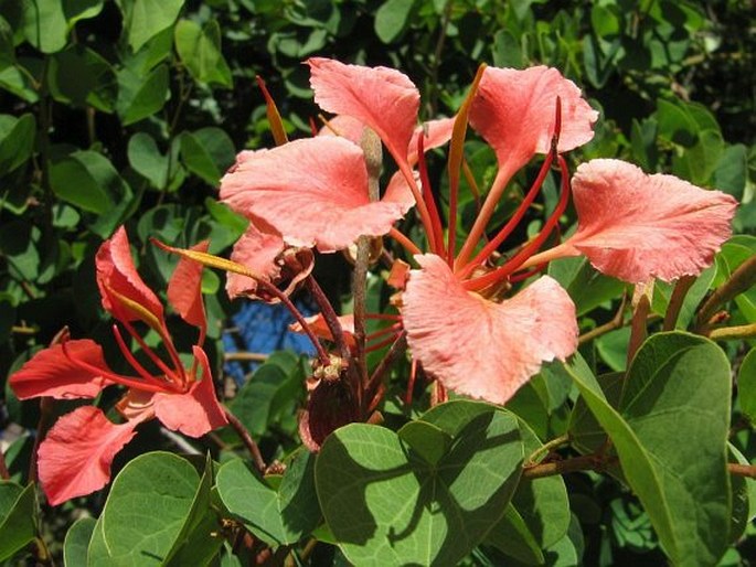 BAUHINIA GALPINII N. E. Br. – bauhinie