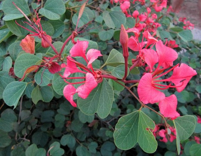 Bauhinia galpinii