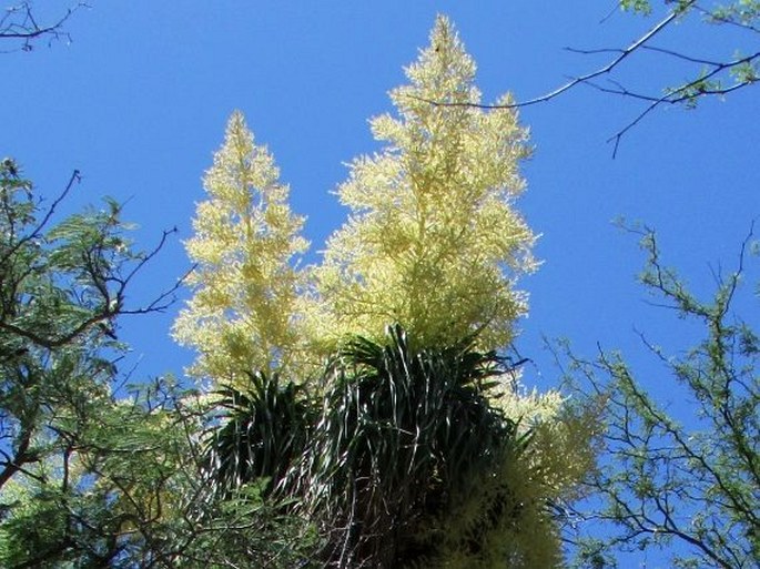 BEAUCARNEA RECURVATA Lem.