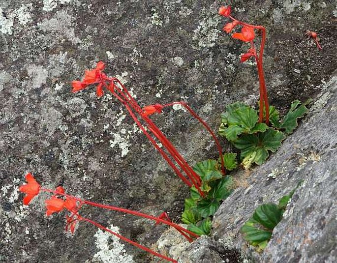 Begonia veitchii