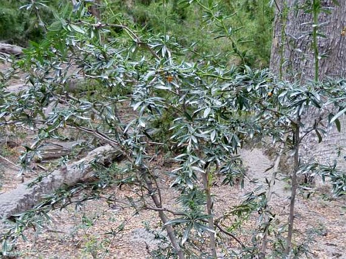 Berberis trigona