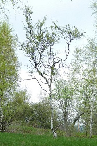 Betula oycoviensis