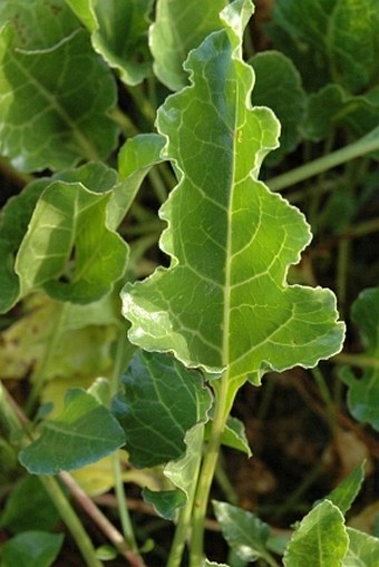 Beta vulgaris subsp. maritima