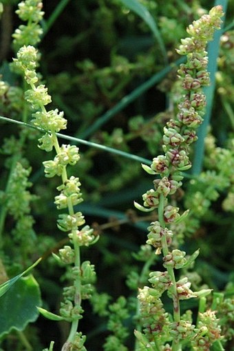 Beta vulgaris subsp. maritima