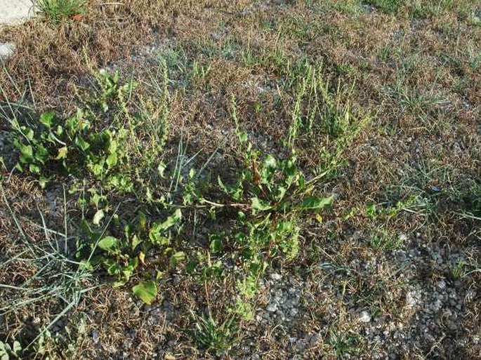 Beta vulgaris subsp. maritima