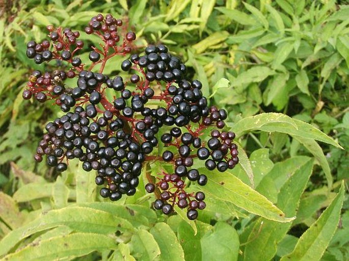 Sambucus ebulus