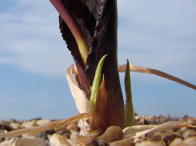 Biarum arundanum