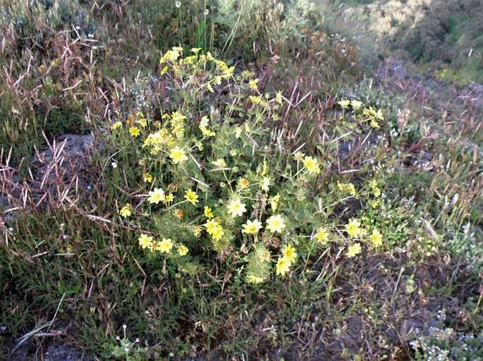 Bidens macroptera