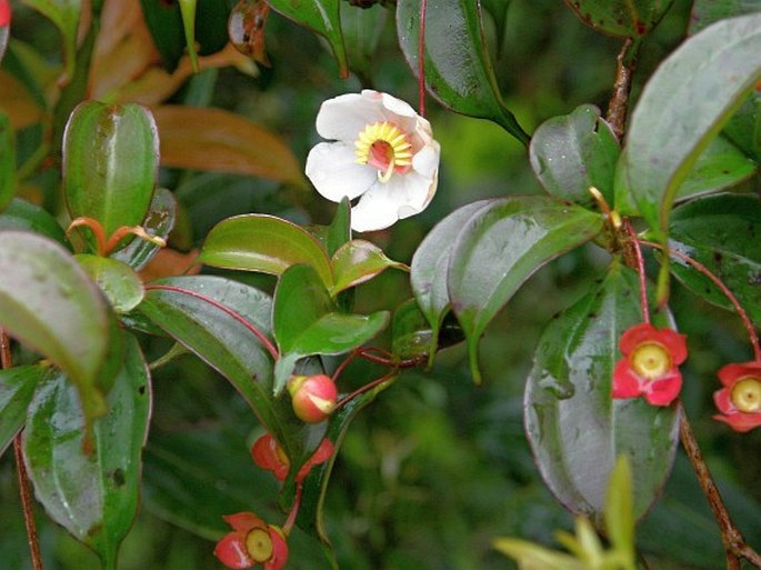 BLAKEA GRANDIFLORA Hemsl.