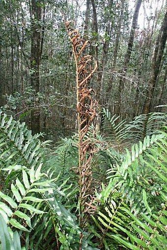 Blechnum capense