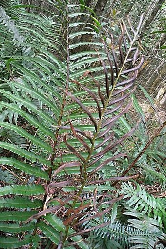 Blechnum capense