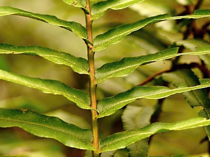 Blechnum capense