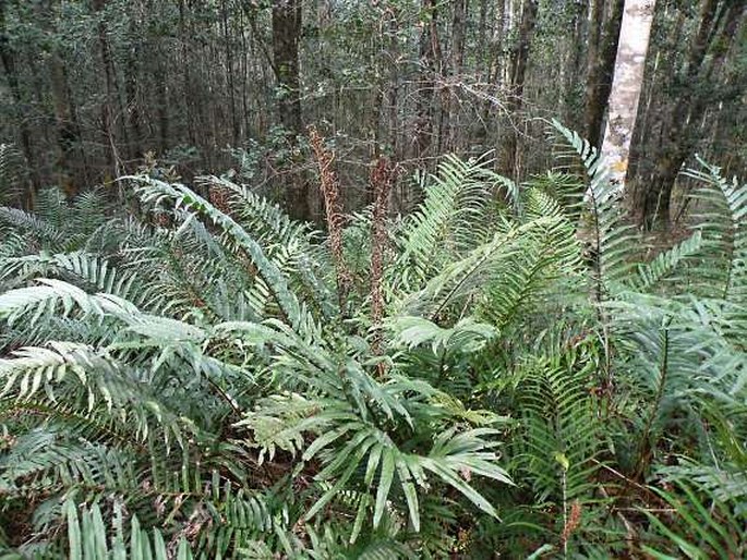 Blechnum capense