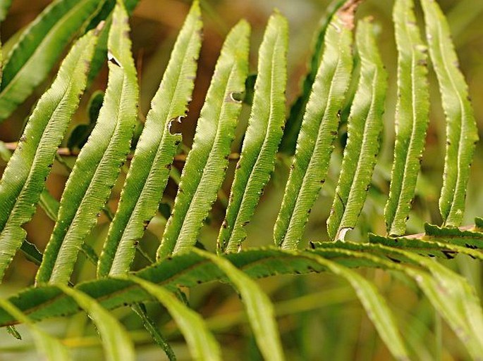 Blechnum capense