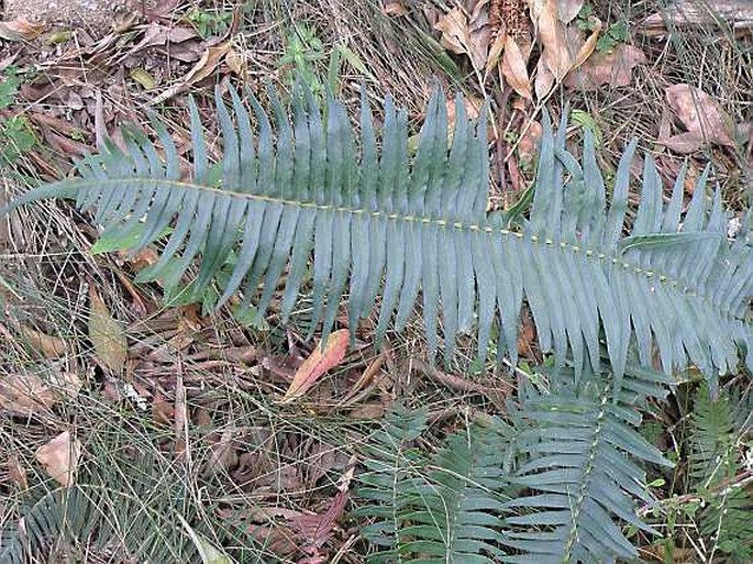 Blechnum punctulatum