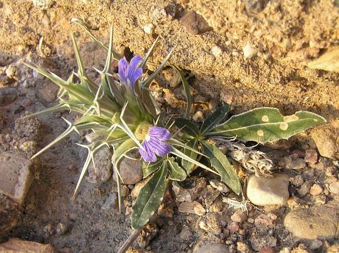 Blepharis ciliaris