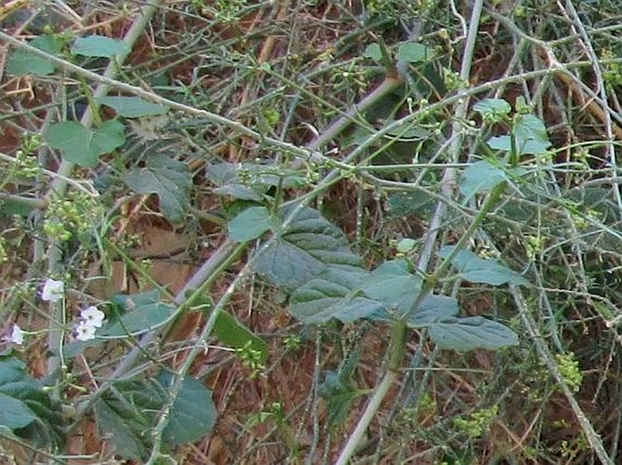 Boerhavia plumbaginea