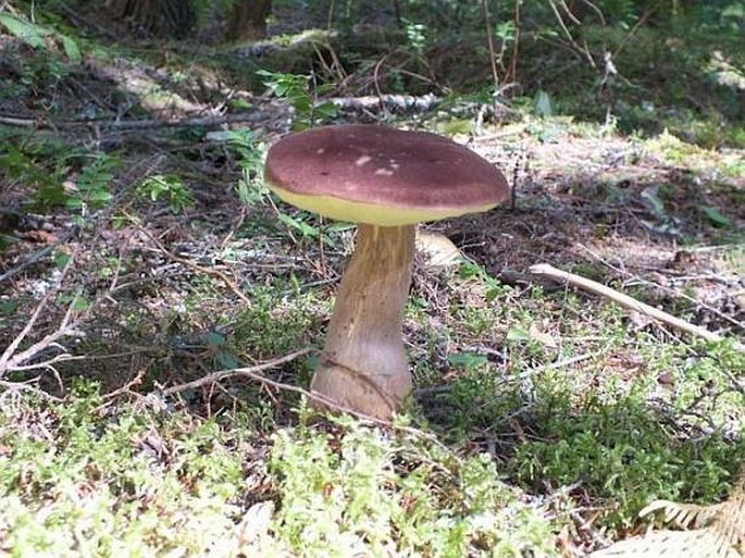 BOLETELLUS MIRABILIS (Murrill) Singer - hřib