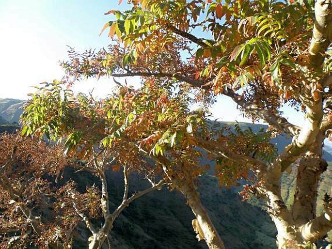 BOSWELLIA PAPYRIFERA Hochst. - kadidlovník