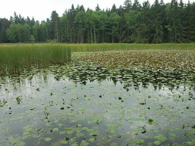 Železné hory, Boušovka – přírodní památka a evropsky významná lokalita