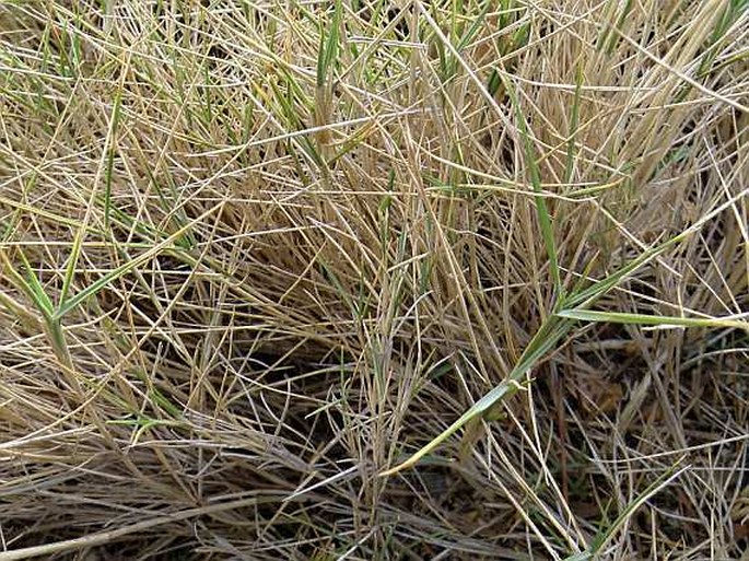 Brachypodium retusum