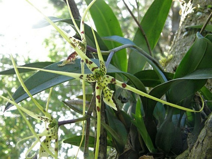 Brassia verrucosa