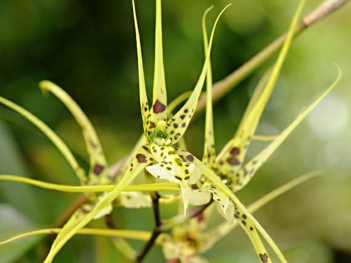 BRASSIA VERRUCOSA Bateman ex Lindl.