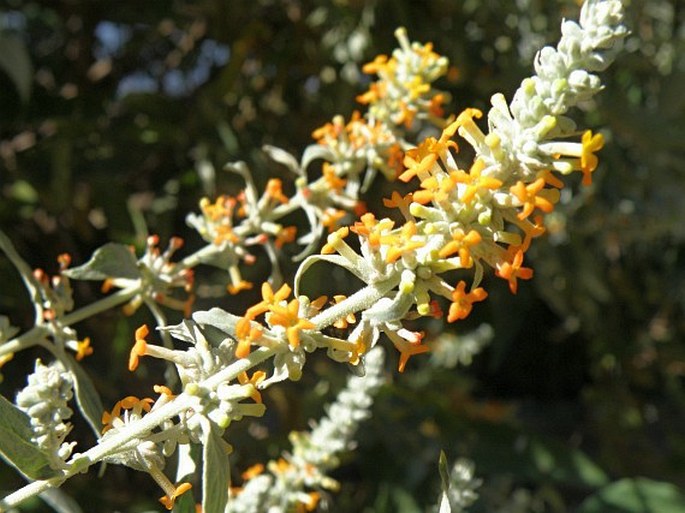 BUDDLEJA POLYSTACHYA Fresen. – komule