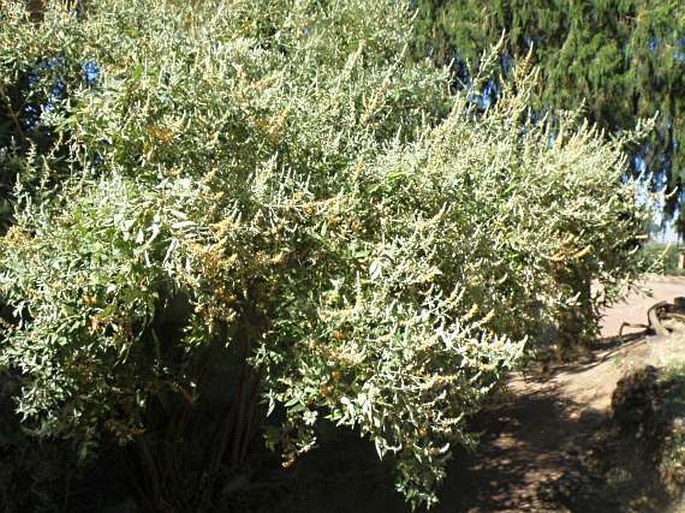 Buddleja polystachya