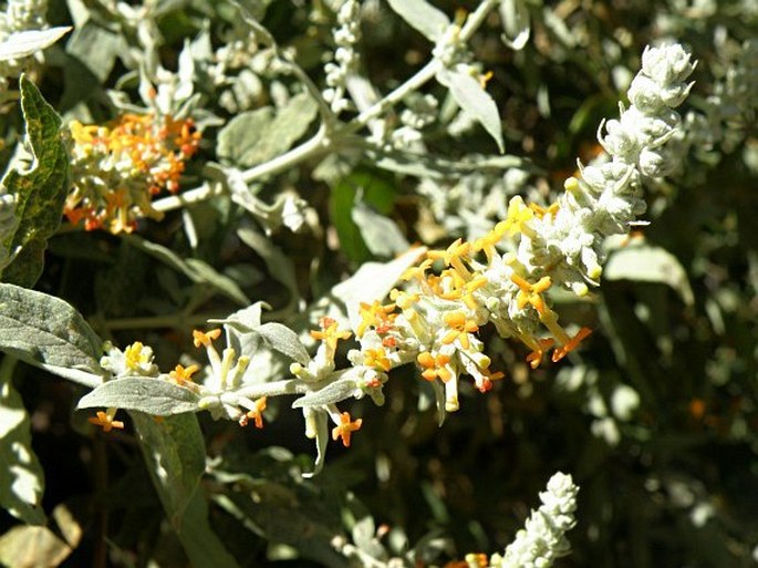 Buddleja polystachya