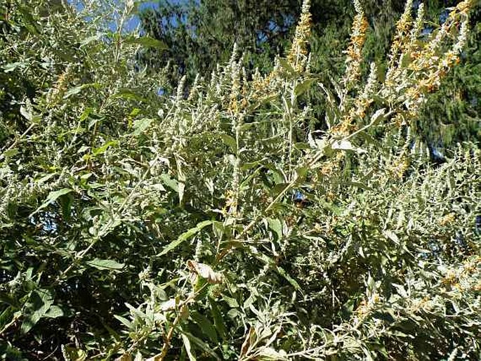 Buddleja polystachya