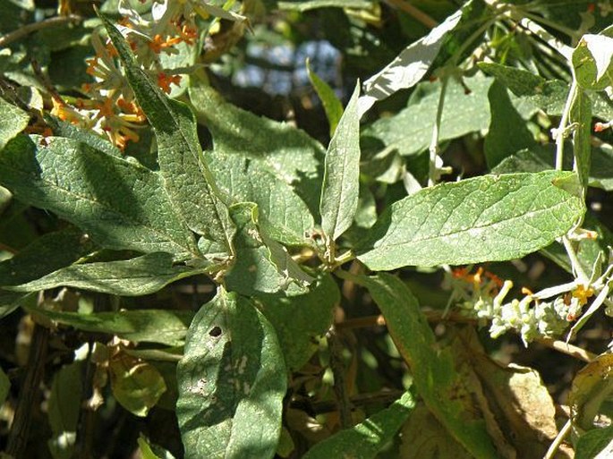 Buddleja polystachya