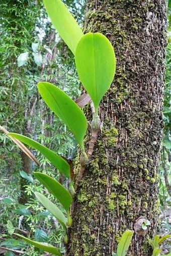 Bulbophyllum baileyi