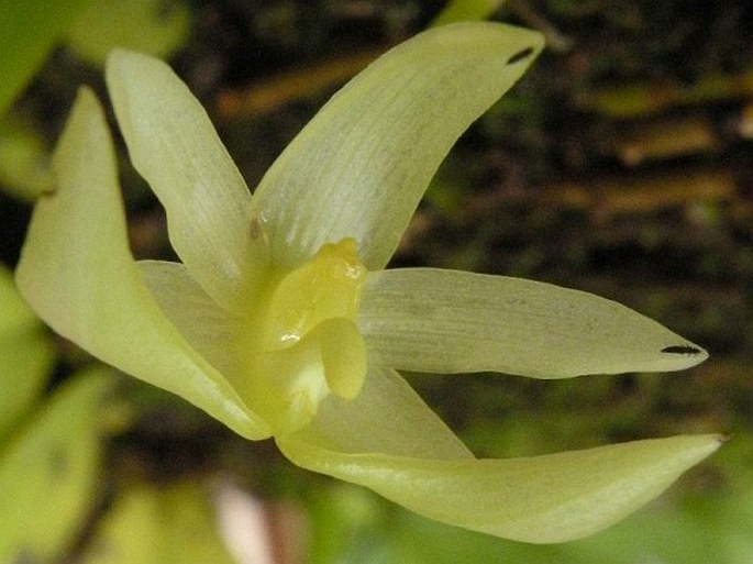 Bulbophyllum baileyi